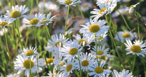Field of chamomile flowers Stock-Footage 134701715