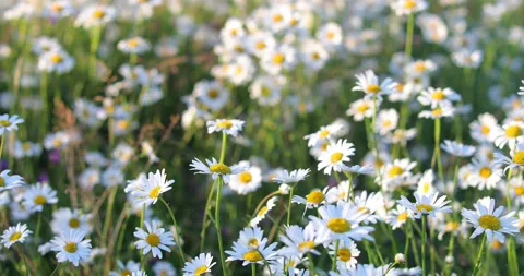 Field of chamomile flowers Stock-Footage 134701815