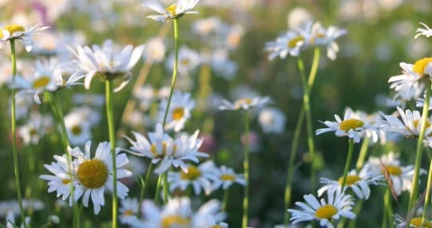 Field of chamomile flowers Stock-Footage 134701873