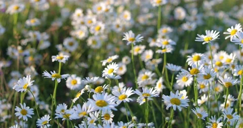 Field of chamomile flowers Stock-Footage 134701875