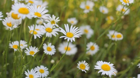 Field with chamomile flowers moving in wind. Shallow depth of field. Stock Footage 130096943