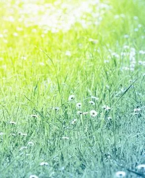 Field of chamomile flowers Stock Photos