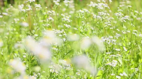 Field chamomile Stockbeeldmateriaal 7747418