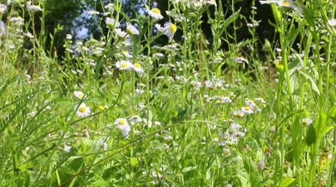 Field chamomile Stock Footage 7747571