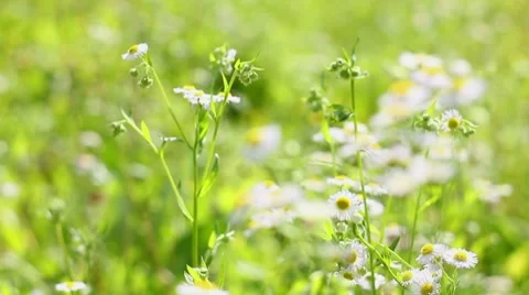 Field chamomile Stock Footage 7747599