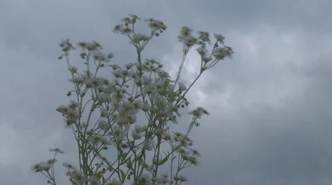 Field chamomile Stock Footage 39982697