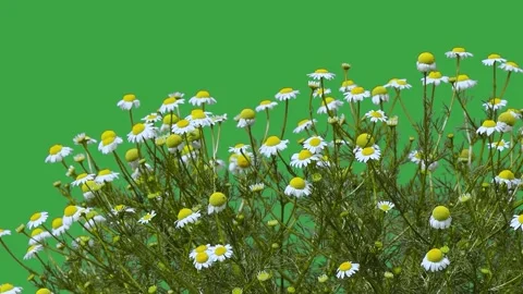 Field chamomile on green screen Stock Footage 295452287