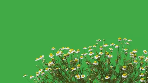 Field chamomile on green screen Stock-Footage 295452349