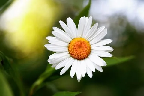 Field Chamomile Macro Stock Photos