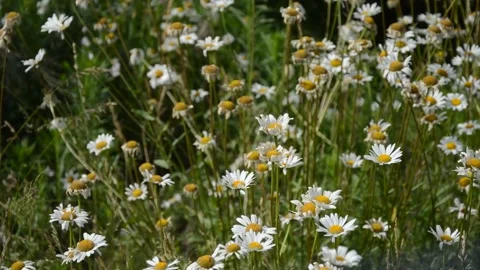 Field chamomile in the meadow and a light breeze Stock Footage 244572570