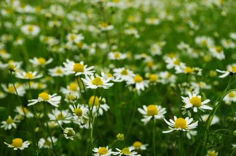 Field of chamomile Stock Photos
