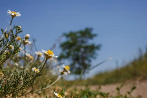 Field chamomile 库存照片