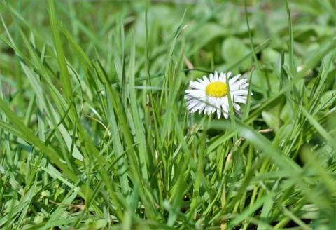 Field chamomile. Stock Photos