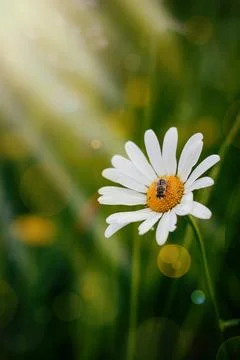 Field chamomile in the sun with a bee in the middle of the flower Stock Photos