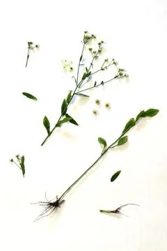 Field chamomile. Tutorial. Spring or summer bloom. Foto stock