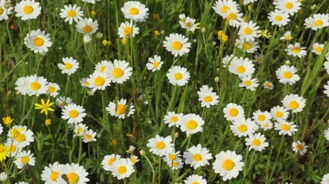 Field chamomiles background Stock Footage 51671045
