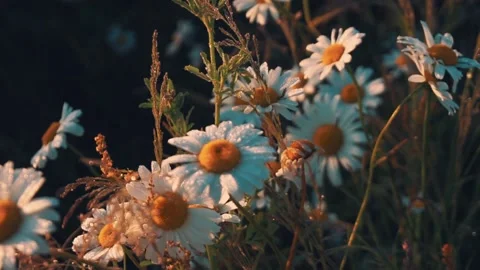 Field chamomiles flowers at dawn with dew drops Stock Footage 140686825