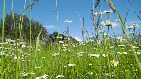 Field with chamomiles. Stock Footage