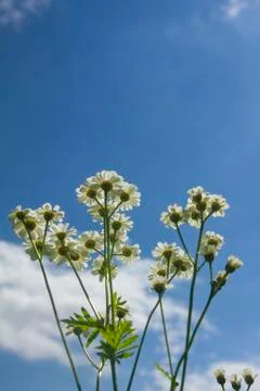 Field chamomiles Stock Photos
