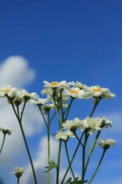 Field chamomiles Stock Photos