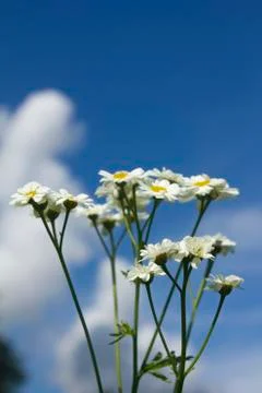 Field chamomiles Stock Photos