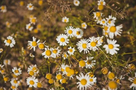 Field with chamomiles  Stock Photos