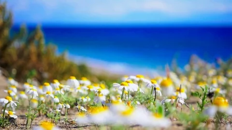 Field of chamomiles on a windy day in summer Stock Footage 77474052