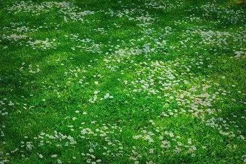 Field of Chamomilies Stock Photos