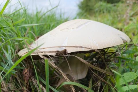 Field champignon Foto stock