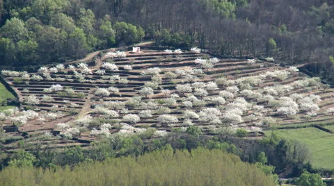 Field with Cherry trees in terraces, from opposite slope Stock Footage 49652204