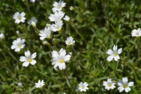 Field chickweed Stock Photos