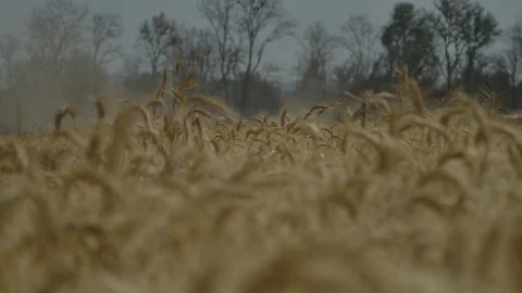 Field close up Stock Footage 125084325