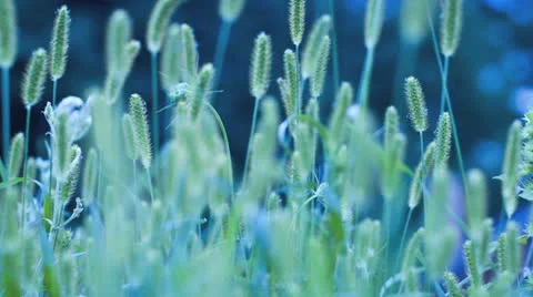 Field Close-Up Time-Lapse Stock Footage 24818612