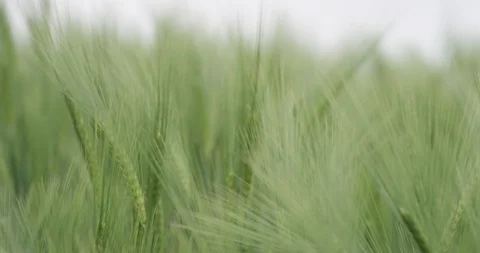 Field closeup Stock Footage 101880685
