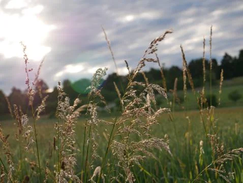 Field closeup 스톡 사진
