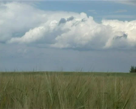 Field with clouds Stock Footage 312428