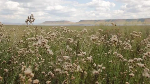 Field with clouds. Pasture With Lake Stock Footage 54472484