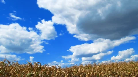Field cloudscape Stock Footage 27785060