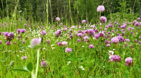 Field of Clover Flowers Stock Footage 55689036