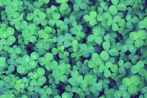 Field of a clover. Stock Photos