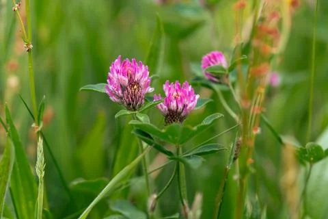 Field clover 写真素材