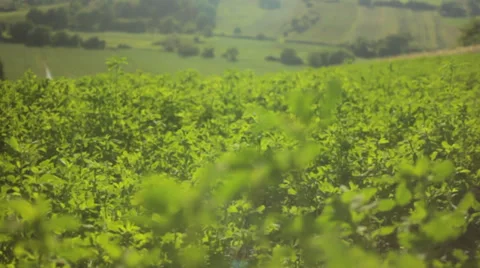 Field Of Clover Plant Stock-Footage 37020768