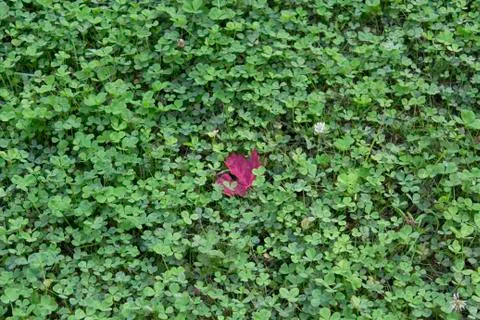 Field of clover with red maple leaf Stock Photos