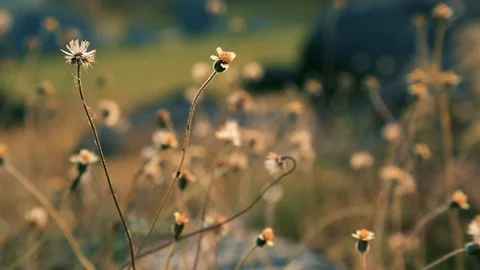 Field coat buttons flower. Stock Footage 97487459