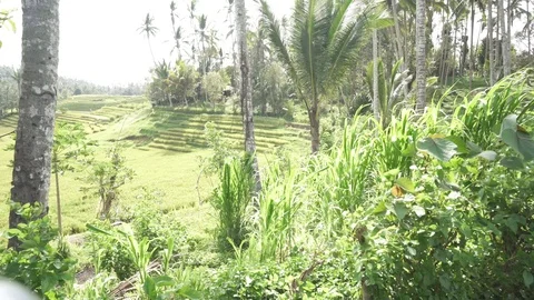 Field of coconut trees in north Bali, Indonesia. Stunning view of rice terrace Stock Footage 126031238