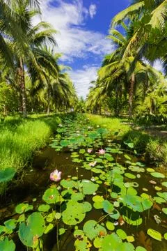 Field of coconut trees Stock Photos