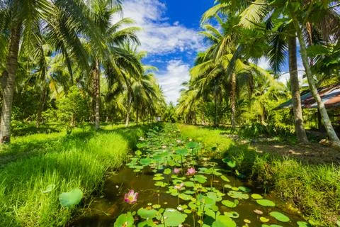 Field of coconut trees Stock Photos