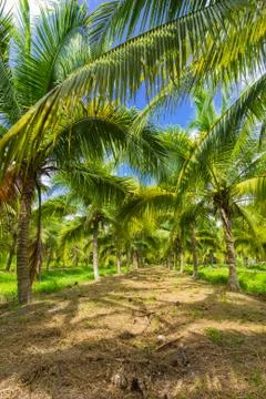 Field of coconut trees Stock Photos