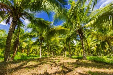Field of coconut trees Stock Photos