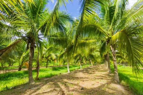 Field of coconut trees Stock Photos